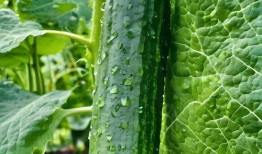 新黄瓜最新爆料图片视频,高清图视频揭秘独特魅力